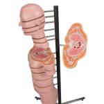 Torso-Modell mit 15 Schnittebenen - 3B Smart Anatomy