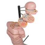 Torso-Modell mit 15 Schnittebenen - 3B Smart Anatomy