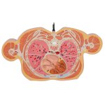 Torso-Modell mit 15 Schnittebenen - 3B Smart Anatomy