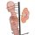 Torso-Modell mit 15 Schnittebenen - 3B Smart Anatomy