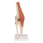 Knee Joint Functional Model with Ligaments &amp; Marked Cartilage - 3B Smart Anatomy