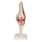 Kniegelenk-Modell, funktional mit B&auml;nder- 3B Smart Anatomy