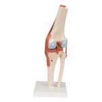 Knee Joint Functional Model with Ligaments & Marked Cartilage - 3B Smart Anatomy