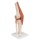 Knee Joint Functional Model with Ligaments & Marked Cartilage - 3B Smart Anatomy