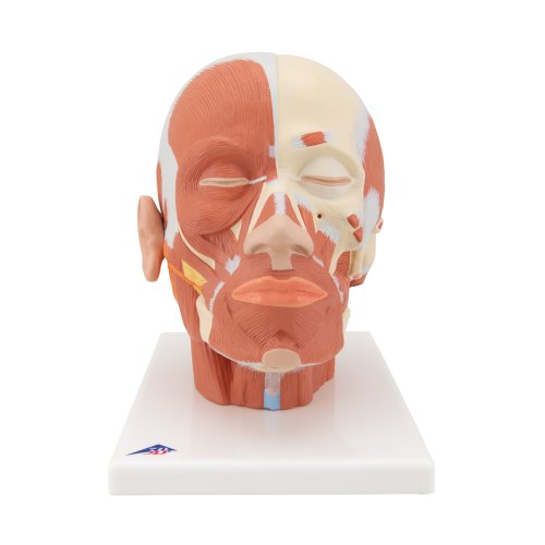 Kopf-Modell mit Muskulatur - 3B Smart Anatomy