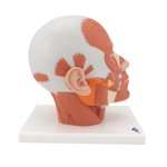 Kopf-Modell mit Muskulatur - 3B Smart Anatomy