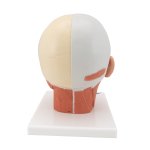 Kopf-Modell mit Muskulatur - 3B Smart Anatomy