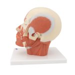 Kopf-Modell mit Muskulatur - 3B Smart Anatomy