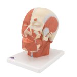 Kopf-Modell mit Muskulatur - 3B Smart Anatomy