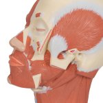 Kopf-Modell mit Muskulatur - 3B Smart Anatomy
