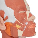 Kopf-Modell mit Muskulatur - 3B Smart Anatomy