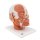 Kopf-Modell mit Muskulatur - 3B Smart Anatomy