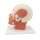 Kopf-Modell mit Muskulatur - 3B Smart Anatomy