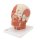 Kopf-Modell mit Muskulatur - 3B Smart Anatomy