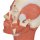Kopf-Modell mit Muskulatur - 3B Smart Anatomy