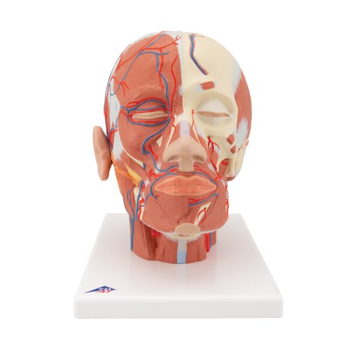 Kopf-Modell mit Muskulatur & Blutgefäßen - 3B Smart Anatomy