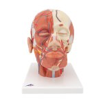 Kopf-Modell mit Muskulatur & Blutgefäßen -...