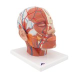 Head Musculature Model with Blood Vessels - 3B Smart Anatomy