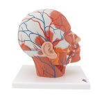 Kopf-Modell mit Muskulatur & Blutgefäßen - 3B Smart Anatomy