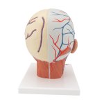 Head Musculature Model with Blood Vessels - 3B Smart Anatomy