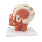 Kopf-Modell mit Muskulatur & Blutgefäßen - 3B Smart Anatomy