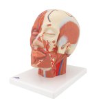 Kopf-Modell mit Muskulatur & Blutgefäßen - 3B Smart Anatomy