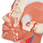 Kopf-Modell mit Muskulatur & Blutgefäßen - 3B Smart Anatomy