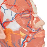 Kopf-Modell mit Muskulatur & Blutgefäßen - 3B Smart Anatomy