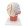 Kopf-Modell mit Muskulatur & Blutgefäßen - 3B Smart Anatomy