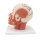 Kopf-Modell mit Muskulatur & Blutgefäßen - 3B Smart Anatomy