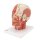 Kopf-Modell mit Muskulatur & Blutgefäßen - 3B Smart Anatomy