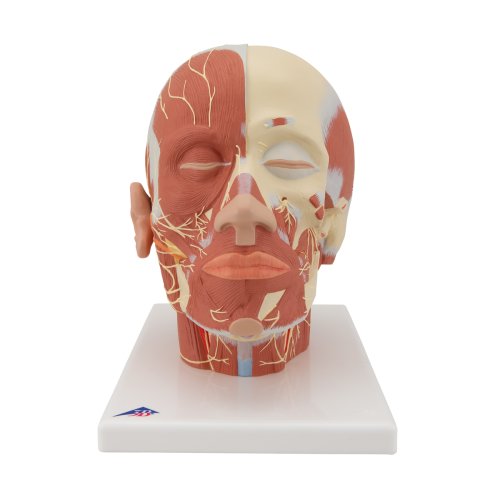 Head Musculature Model with Nerves - 3B Smart Anatomy