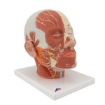 Kopf-Modell mit Muskulatur &amp; Nerven - 3B Smart Anatomy