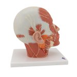 Head Musculature Model with Nerves - 3B Smart Anatomy