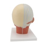 Head Musculature Model with Nerves - 3B Smart Anatomy