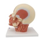 Head Musculature Model with Nerves - 3B Smart Anatomy