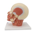 Head Musculature Model with Nerves - 3B Smart Anatomy