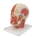 Head Musculature Model with Nerves - 3B Smart Anatomy