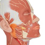 Kopf-Modell mit Muskulatur & Nerven - 3B Smart Anatomy