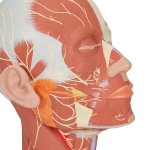 Head Musculature Model with Nerves - 3B Smart Anatomy