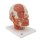 Head Musculature Model with Nerves - 3B Smart Anatomy
