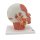 Head Musculature Model with Nerves - 3B Smart Anatomy