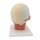 Head Musculature Model with Nerves - 3B Smart Anatomy