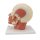 Head Musculature Model with Nerves - 3B Smart Anatomy