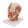 Head Musculature Model with Nerves - 3B Smart Anatomy