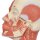 Head Musculature Model with Nerves - 3B Smart Anatomy