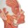 Head Musculature Model with Nerves - 3B Smart Anatomy