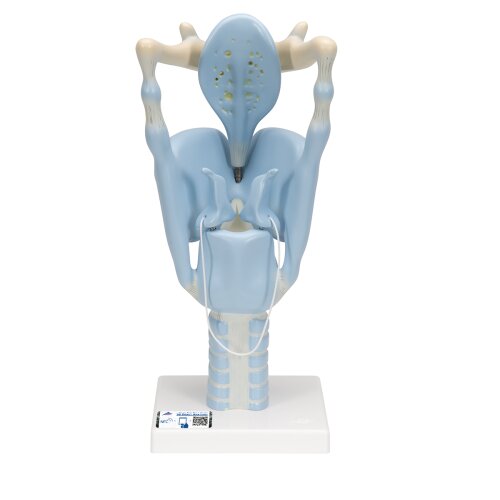 Larynx Model, Functional, 3x magnified - 3B Smart Anatomy
