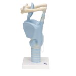 Larynx Model, Functional, 3x magnified - 3B Smart Anatomy