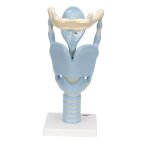 Larynx Model, Functional, 3x magnified - 3B Smart Anatomy